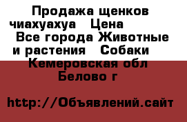 Продажа щенков чиахуахуа › Цена ­ 12 000 - Все города Животные и растения » Собаки   . Кемеровская обл.,Белово г.